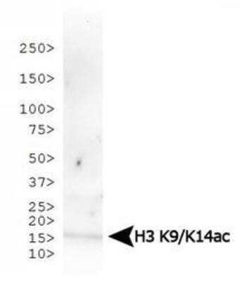 Western Blot: Histone H3 [ac Lys9, ac Lys14] Antibody [NB21-1081] - WB analysis of H3 K9ac/K14ac in NIH/3T3 histone preps. Observed molecular weight is ~15 kDa.